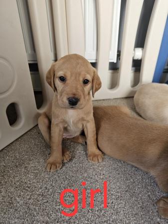 Image 9 of Labrador Puppies for sale