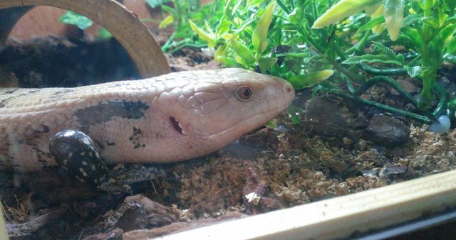 Image 2 of Male Indonesian Blue Tongued Skink for sale
