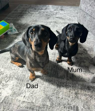 Image 4 of 4 gorgeous Black and Tan, Miniature Dachshund Puppies