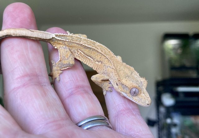 Image 3 of Stunning adult male Crestie plus some youngsters for sale