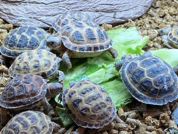 Image 3 of Horsfield's Tortoises For Sale