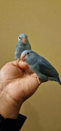 Image 5 of Handreared Blue parrotlets looking for new home