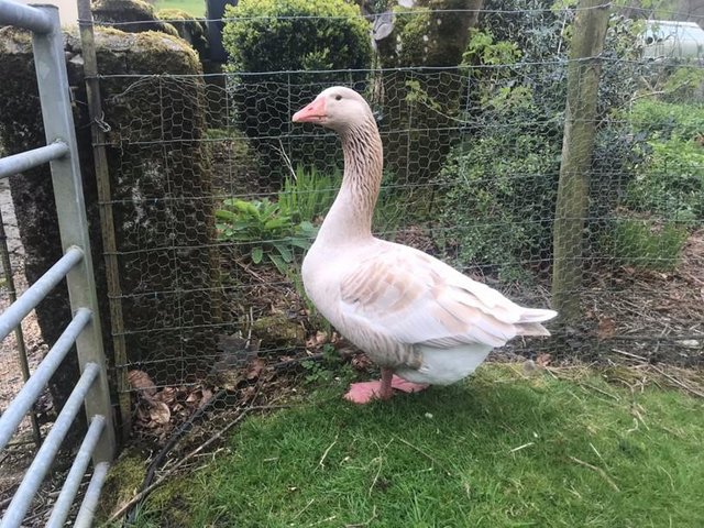 Preview of the first image of Brecon Buff Gander Goose - 9 Years Old.