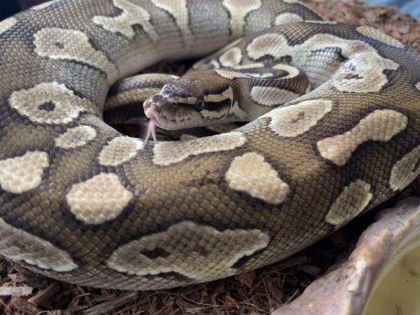 Image 5 of CB15 Proven Female Mojave Ball python