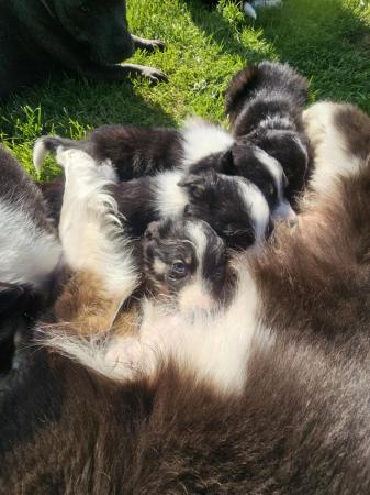 Image 1 of Collie puppies ready to go one the 24th May