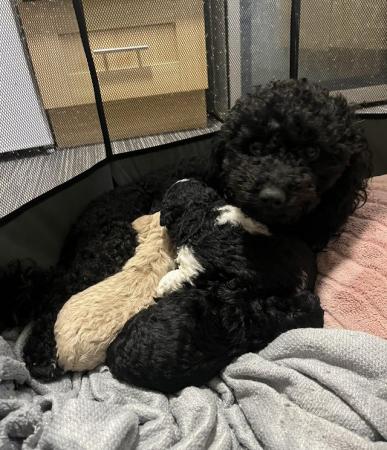 Image 4 of Poochon puppies looking for their forever home