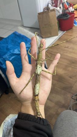 Image 3 of List of stick insect eggs for sale