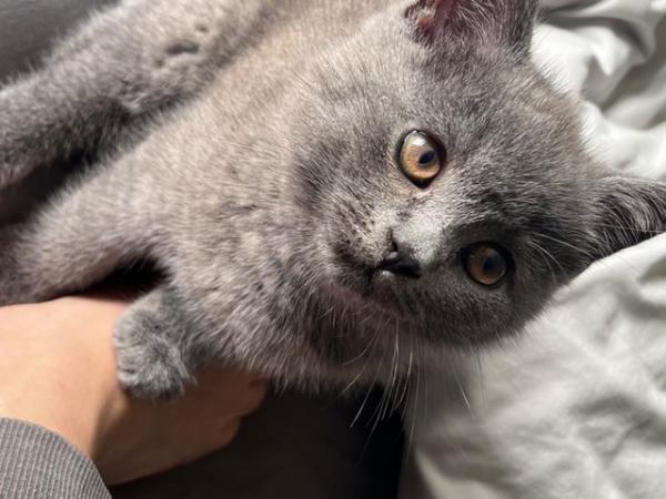 Image 23 of Adorable British blue kittens ready to go now