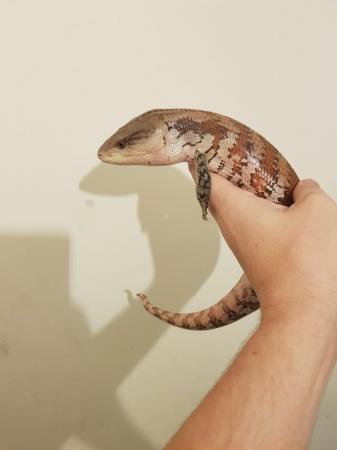 Image 3 of Adult male Blue tongue skink