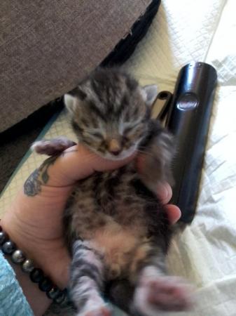 Image 7 of ONLY 2 AVAILABLE.tabby and black male×2 and female×1kittens.