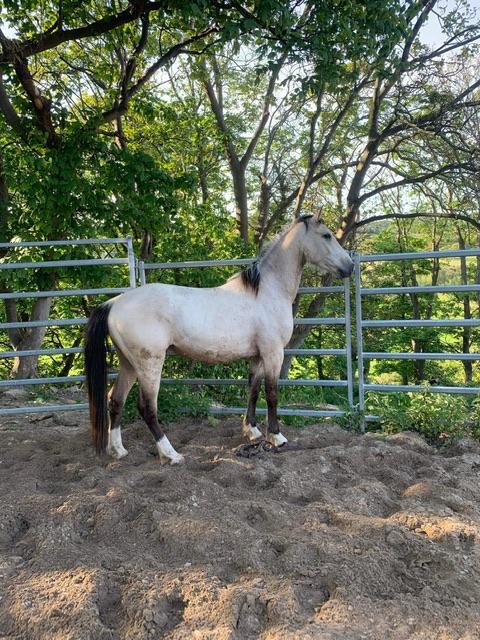 Preview of the first image of 15.2h rwpb buckskin gelding.