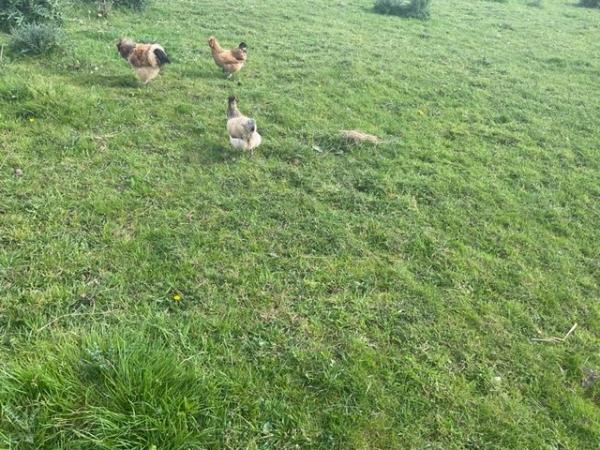 Image 2 of Goldtop x silky chicks as hatched (mixed colours)