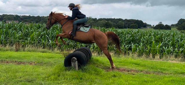 Image 13 of Stunning 6yr old 15,2hh Chestnut Mare