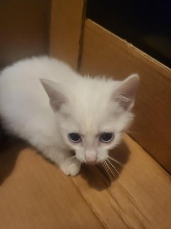 Image 1 of 3 kittens for sale ready