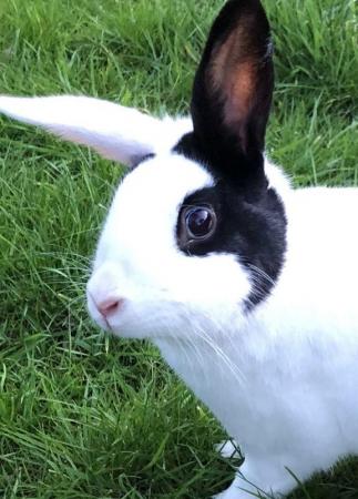 Image 3 of Beautiful Rabbits for sale
