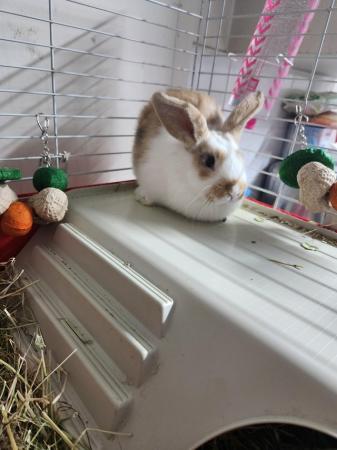 Image 1 of Last girl baby rabbit for sale