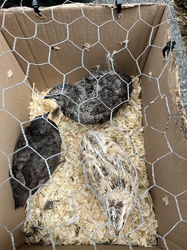 Preview of the first image of Breeding trio Japanese quail.