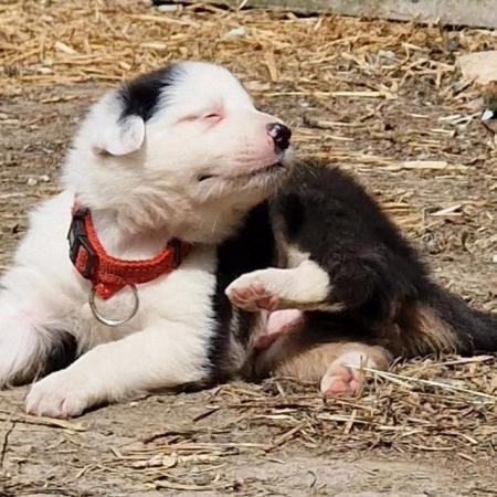 Image 7 of CARIAD litter of Welsh Sheepdog Border Collie pups
