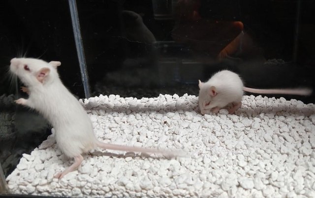Image 2 of Two Baby Gerbils , White Albino's