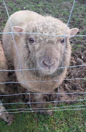 Image 4 of Lovely Little 1yr Old Ram Lamb so Cute!