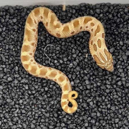 Image 2 of Western hognose snakes and kenyan sand boas to be updated