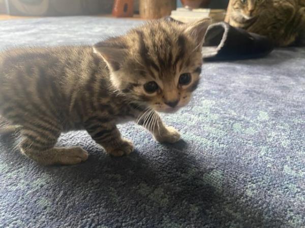Image 7 of Ready now!! 2 beautiful Bengal house kittens -