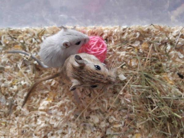 Image 6 of Super friendly gerbils from hobby breeder