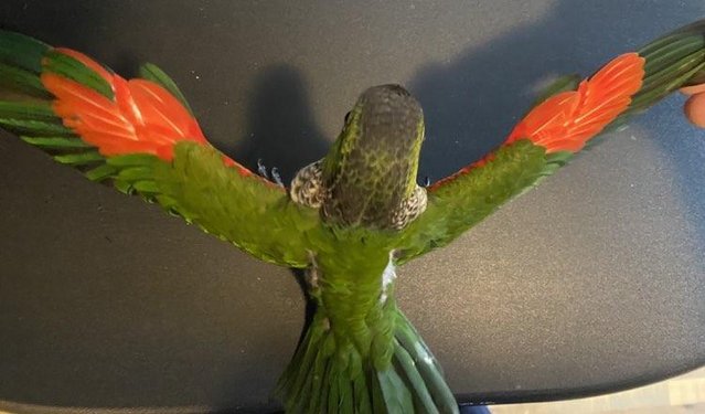 Preview of the first image of Black Capped Conures DNA sexed males 2023.