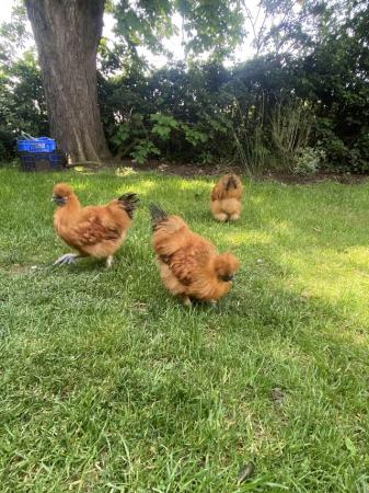 Image 4 of Gold Silkie cockerels 6 months old