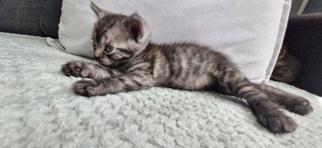 Image 3 of British Shorthair Kittens 9 weeks old