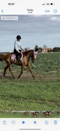 Image 1 of Sports horse 15.2. Chestnut mare