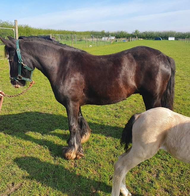 Preview of the first image of Beautiful cob mare with filly foal at foot.