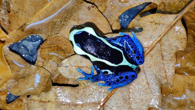 Preview of the first image of For sale Dendrobates tincturius powder blue froglets.