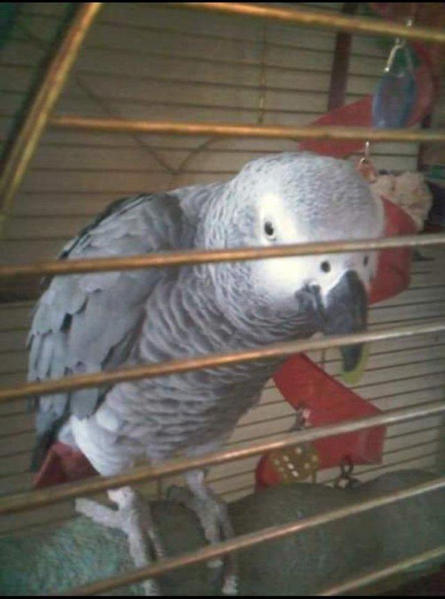 Preview of the first image of Looking for Henry the African Grey Parrot.