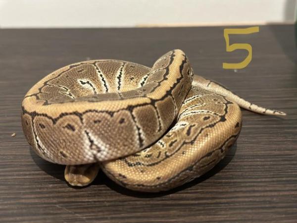 Image 8 of Hatchling Ball Python / Royal Python