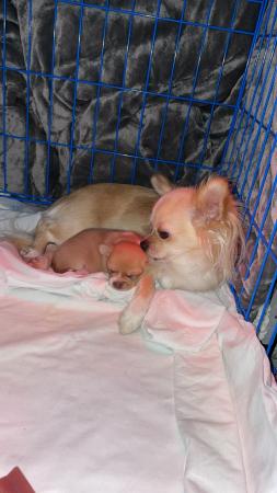 Image 3 of Short haired pure breed chihuahua