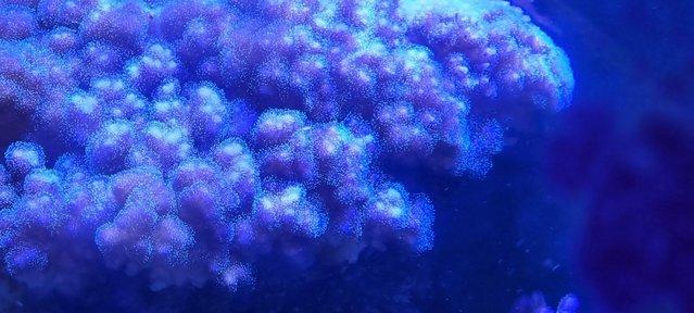 Image 13 of Fully loaded reef aquarium, marine, fish, coral, full set up