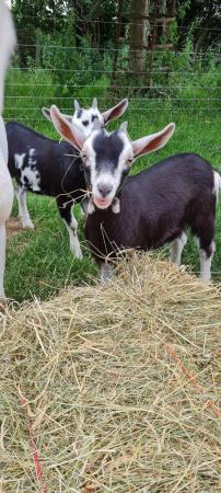 Image 1 of Selection of young goats available
