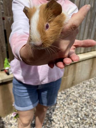 Image 3 of Beautiful Baby Guinea Pigs For Sale
