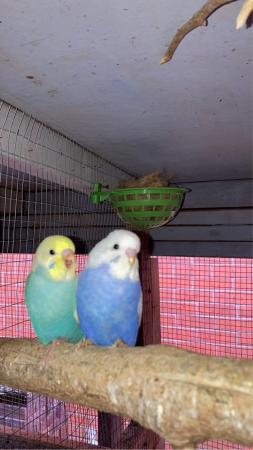 Image 8 of Baby budgies lovely colours and quite tame already