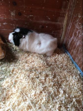Image 1 of 2 bonded male guinea pigs with double storey hutch