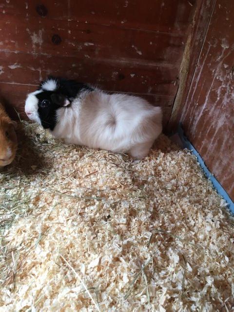 Preview of the first image of 2 bonded male guinea pigs with double storey hutch.