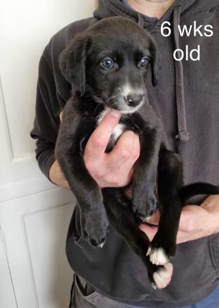 Image 12 of Black Lab x Collie-Lurcher Puppies, READY NOW