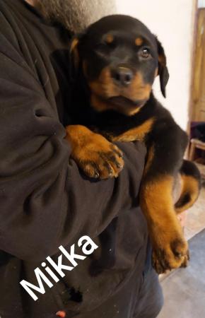 Image 15 of Rottweilerpuppies for sale mixed litter.