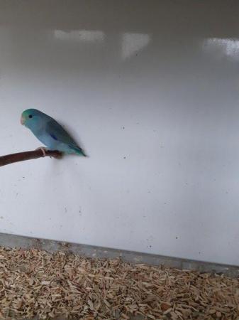 Image 1 of Young parrotlets all closed rung