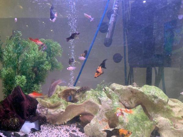 Image 2 of 50p assorted mollies, balloon mollies and swordtail fish
