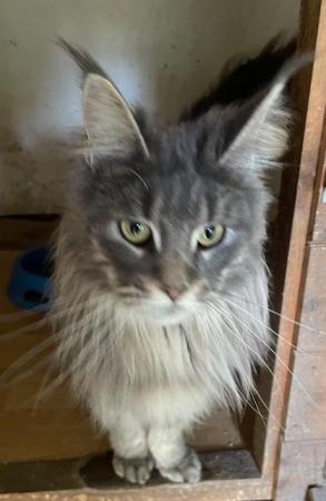 Image 6 of Maine Coon 2 year old female blue tabby