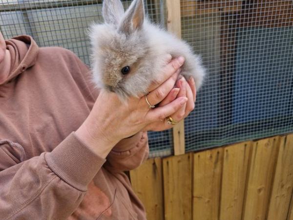 Image 4 of Lion head rabbits for sale