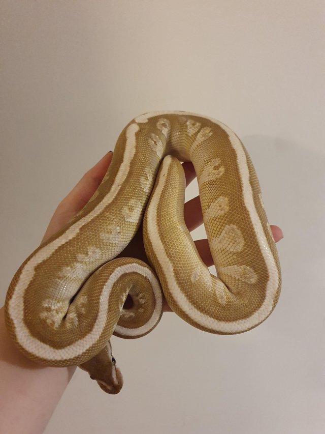 Preview of the first image of Soul Sucker Female Royal Python.