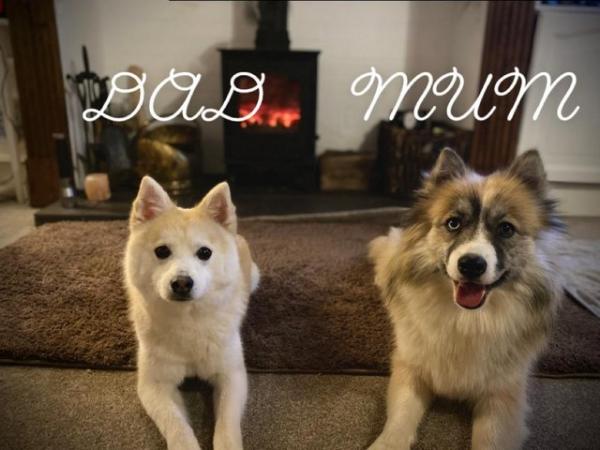 Image 3 of F2 Pomsky puppies for sale